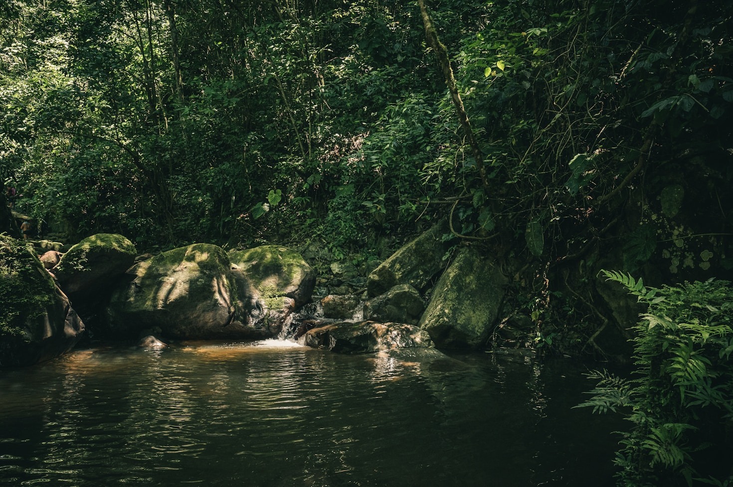 A Importância do Monitoramento Ecológico na Amazônia