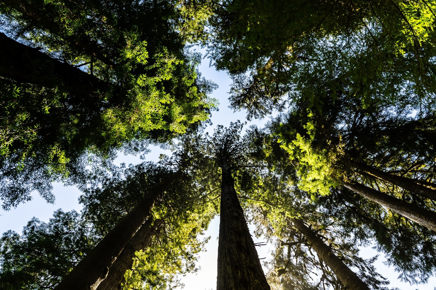 Design e Tecnologia em Favor da Conservação Ambiental