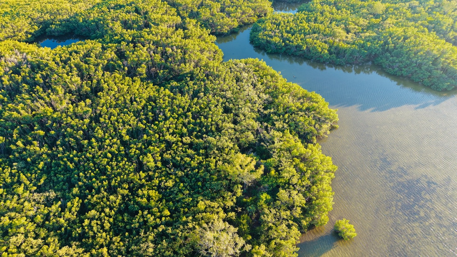 Animações que Dão Vida à Amazônia